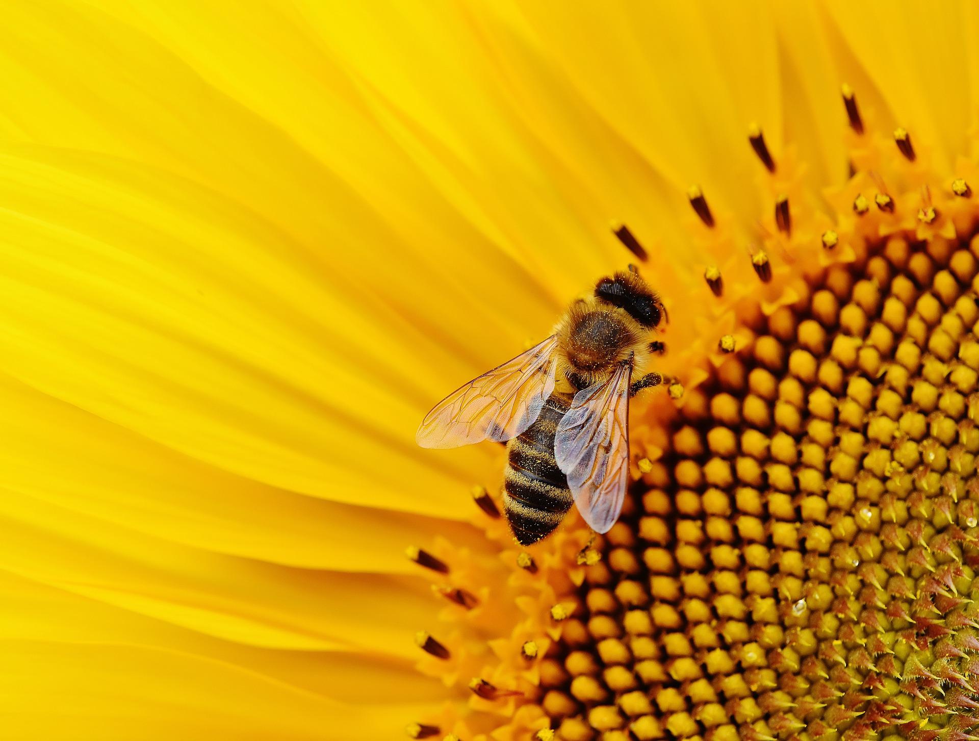 pszczoła na słoneczniku